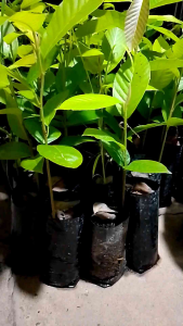 ต้นยางนา ขนาด 20-30 เซนติเมตร ชุด 5 ถุง