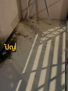 สินค้าใหม่!! พิเศษลด50% ตุ๊กตาไล่นก กลิ่นไฟป่า 3 ตัว(แบบแขวน)