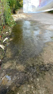 Bột TẨY RONG RÊU túi 500g và 1 kg tẩy rong trên nền xi măng tẩy rệp sáp và rong trên thân cây khử khuẩn cam kết hiệu quả