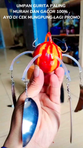 UMPAN PANCING GURITA  BOLA PALING AMPUH 100%