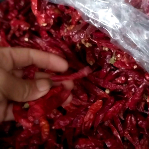 Cabe Teja Kering 500gram: cabe impor India pedas berkualitas tinggi