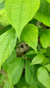 Arit Rumput Full Baja 5 Bintang Model Petonasen / Sabit Baja Asli Super Tajam / Arit Madura Tanpa Asah / Sabit Rumput Super Tajam / Arit Tebas Ranting Pohon Baja Jawa Timur / Sabit Madura Asli / Arit Baja Tebal Tajam / Arit Untuk Tebas Bambu
