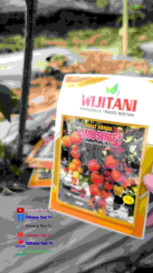 benih Cabe Rawit ROKET exp 2026 10gr. by Wijitani