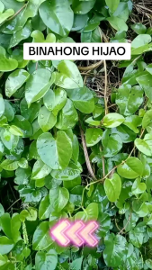 Jual Daun Binahong Segar Hijau Petik Saat Order Masuk Berat1 kg