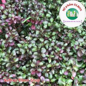 Kem Nám FACE EXOSOME PLUS ELBON - Giảm Nám Sạm Tàn Nhang Giúp Da Sáng Khoẻ Đều Màu