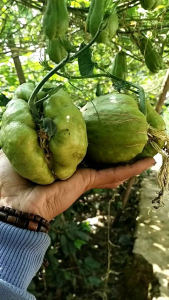 Benih Labu Siam Jumbo Berakar Siap Tanam