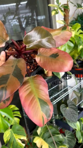 Philodendron Black Cardinal Variegatedด่างโทนหลากสีโทน สีสวยหายากน่าสะสมเป็นพิเศษอนุบาลมากกว่า3เดือน