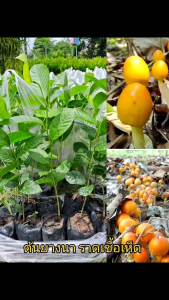 ต้นยางนา(ชุด 10 ต้น) ราดเชื้อเห็ด ถุงดำพร้อมปลูก สูง 30-40 ซม.