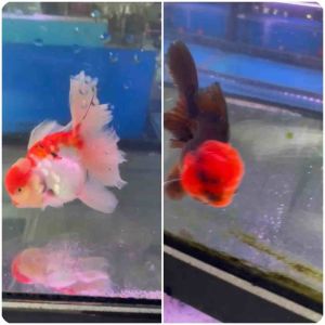 THAILAND ORANDA GOLDFISH LION HEAD 13-15cm RM588 per fish ( high grade )