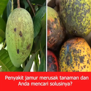 Agrivax Fungicides King - Pembasmi Jamur dan Hama