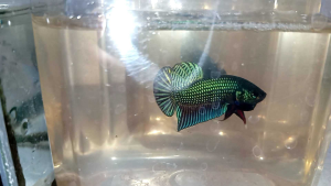 ปลากัดลูกผสมอีสานใต้มหาชัยหนาๆชาน