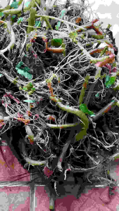 Akar jelatang segar alami fresh-az