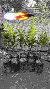 Bibit Jeruk Purut Okulasi Cepat Berbuah