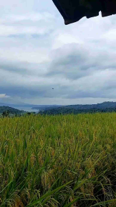 Benih Padi Unggul IR Mutiara Super Kemasan 5Kg
