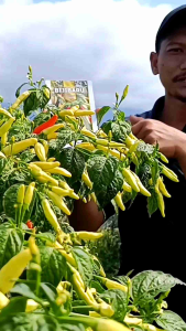 Cabe Rawit bijibaru Benih Cabai Rawit kemasan 10 gram