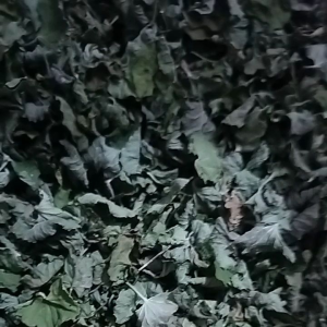 Daun pegagan Teh daun pegagan kering murni tanpa tangkai daun pegagan murni tanpa tangkai per 200 gram