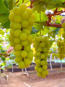 Bibit Anggur Import Tamaki (nemas) Grafting Valid Murah Berkualitas