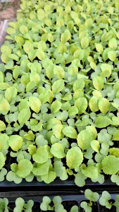 ต้นกล้าผักกาดขาวพันธุ์หนัก (ต้นละ3บาท)