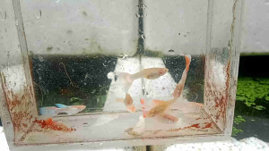 OFFER 1 PAIR ALBINO SKY RED JUNIOR