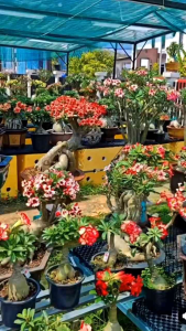 Tanaman hias adenium kamboja jepang bunga tumpuk bervariasi / adenium / kamboja