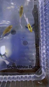 ❄️ SNOW WHITE ❄️ Platinum Dumbo Big Ear 🇻🇳 Guppy Fish Pair (TOP PREMIUM QUALITY) (NEW & RARE STRAIN)