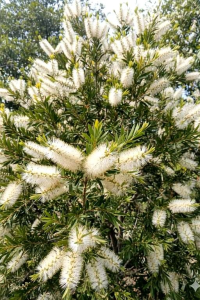 แปรงล้างขวดขาว กระถาง 11 นิ้ว ต้นสวยและแข็งแรง (กทม)