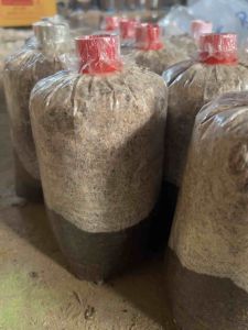 ก้อนเห็ดหูหนู พร้อมเปิดดอก ดอกสวย หัวเชื้อแรง