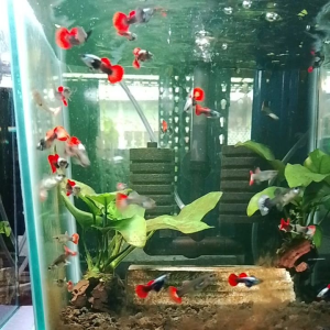 GPS Platinum DumboGuppy Fish Hiasan 1 Pair