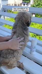 Herbal Flea Powder for Cats & Dogs - Natural Spot Treatment - Pet Healthcare - Fleas & Ticks - 2 Pack