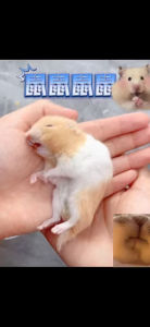 Small pets supplement multi-dimensional nutritional paste hamster rabbit guinea pig chinchilla