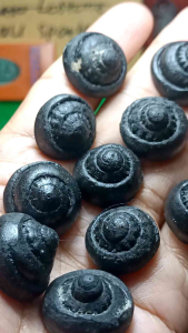 Batu cincin kol buntat asli Papua bisa nempel di maghnit harga termurah