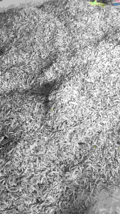 ปลากะตักตักแกะไซรกลาง1กิโล149บาท