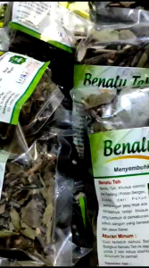 OBAT HERBAL TEH BENALU POHON SENGON UNTUK KANKER DAN TUMOR