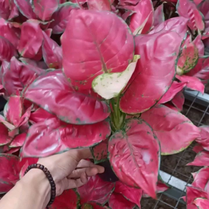 Aglonema Red Anjamani Maroon Dewasa Daun 789+