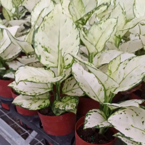 Aglonema Super White Dewasa: Dekorasi Ruangan dengan Daun Putih