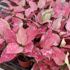 PROMO!! TERMURAH!!! Aglonema pink katrina dewasa daun 789