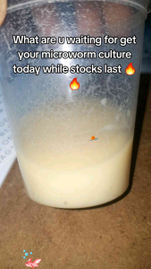 Microworms 10g(High Protein)FishFood(Starter Culture Only)