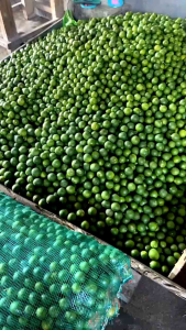 Jeruk nipis segar 1kg