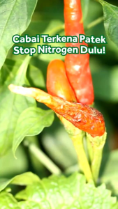 TROBINTOP Obat Fungisida Penyakit Busuk Patek Antraknosa Pada Buah Daun dan Batang. Trobintop 250ml