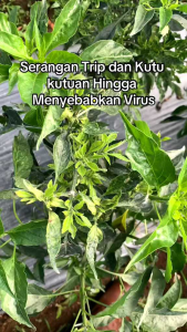 insektisida gracia 103 EC 100ml pengendali hama