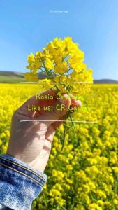 Yellow Mustard 30 seeds 黄芥末 30粒 (Plant Height:2-3M)