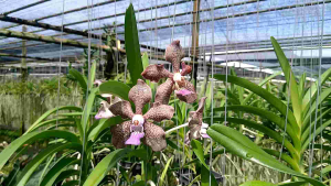 Vanda tessellata hybrids (มิมิปาร์เมอร์4n)