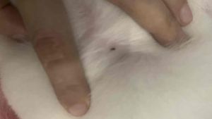 Hỗ trợ Ve Rận Chó An toàn ( bao khỏi)