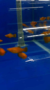 Gold Lyretail Molly/Ornamental fish/Freshwater/Readystock