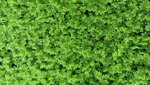 แหนแดง พันธุ์อะซอลล่า ไมโครฟิลล่า บรรจุ [500 กรัม] ครึ่งกิโล