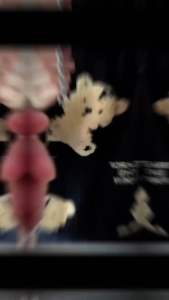 กำไลสแตนเลสแฟชั่นแบบใหม่ล่าสุด ไม่ลอกไม่ดำ +กล่องเทปใส ผู้ชายผู้หญิงก็ใส่เท่ได้