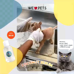 Minyak VCO untuk Skabies & Perawatan Hewan