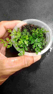 Bolbitis Mini Emersed 10 Daun Tanaman Aquascape