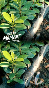 Beringin Korea - Bahan Bonsai - Tanaman Hias Outdoor Cantik