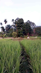 KLS PK ULTRA (TERBARU)